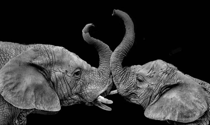 Dueling Trunks by jrfleury - Textures In Black And White Photo Contest