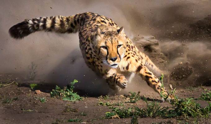 Cheetah Run by FaithPhotography - Big Cats Photo Contest