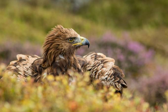Golden_Eagle_3 by btcphotography