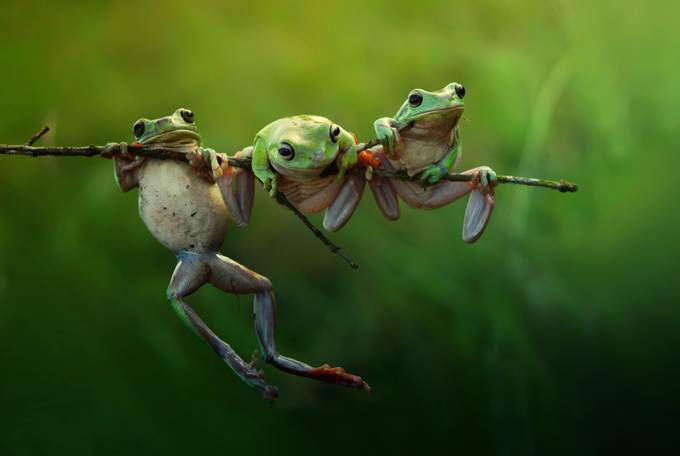 fairy frog story by vianz - Multiple Photo Contest