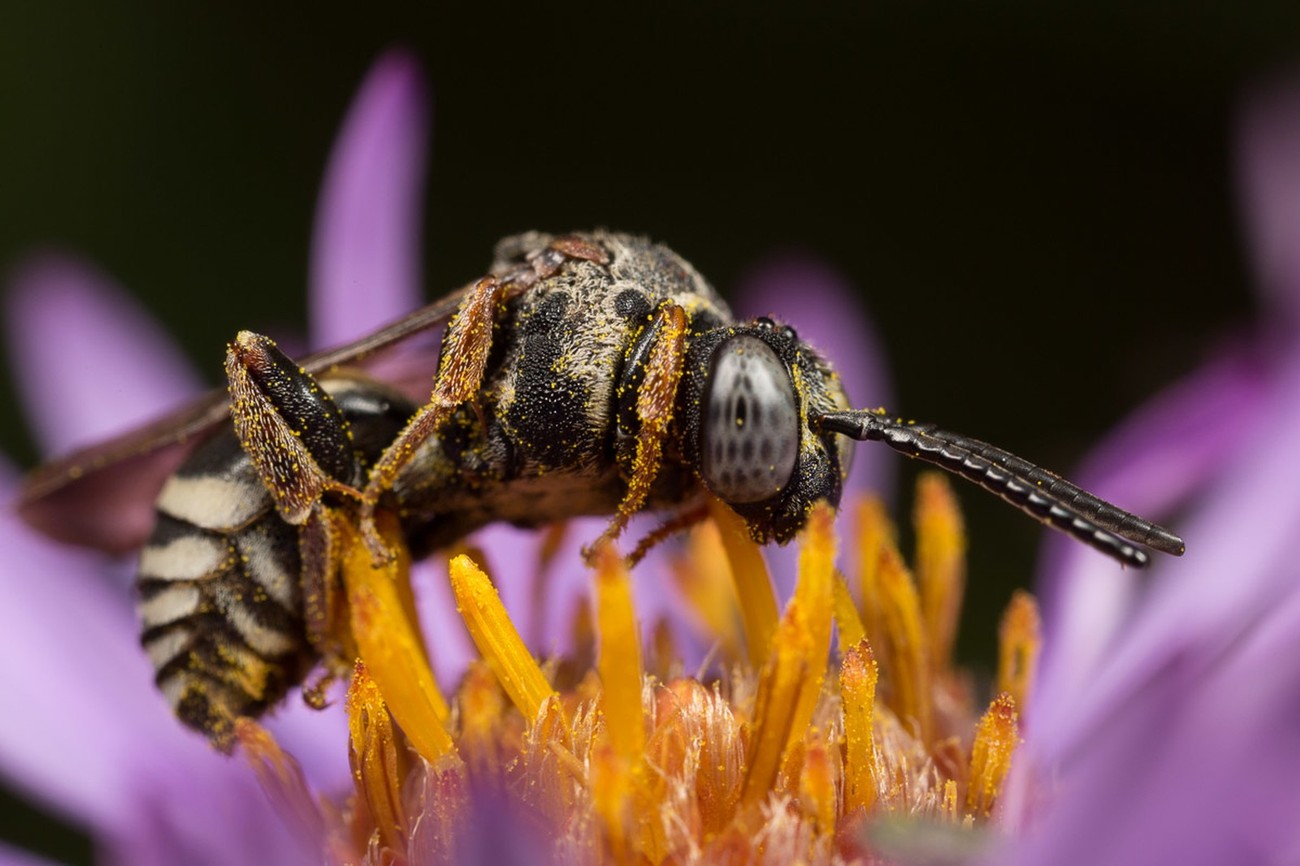 Insects and Flowers Photo Contest Winners!