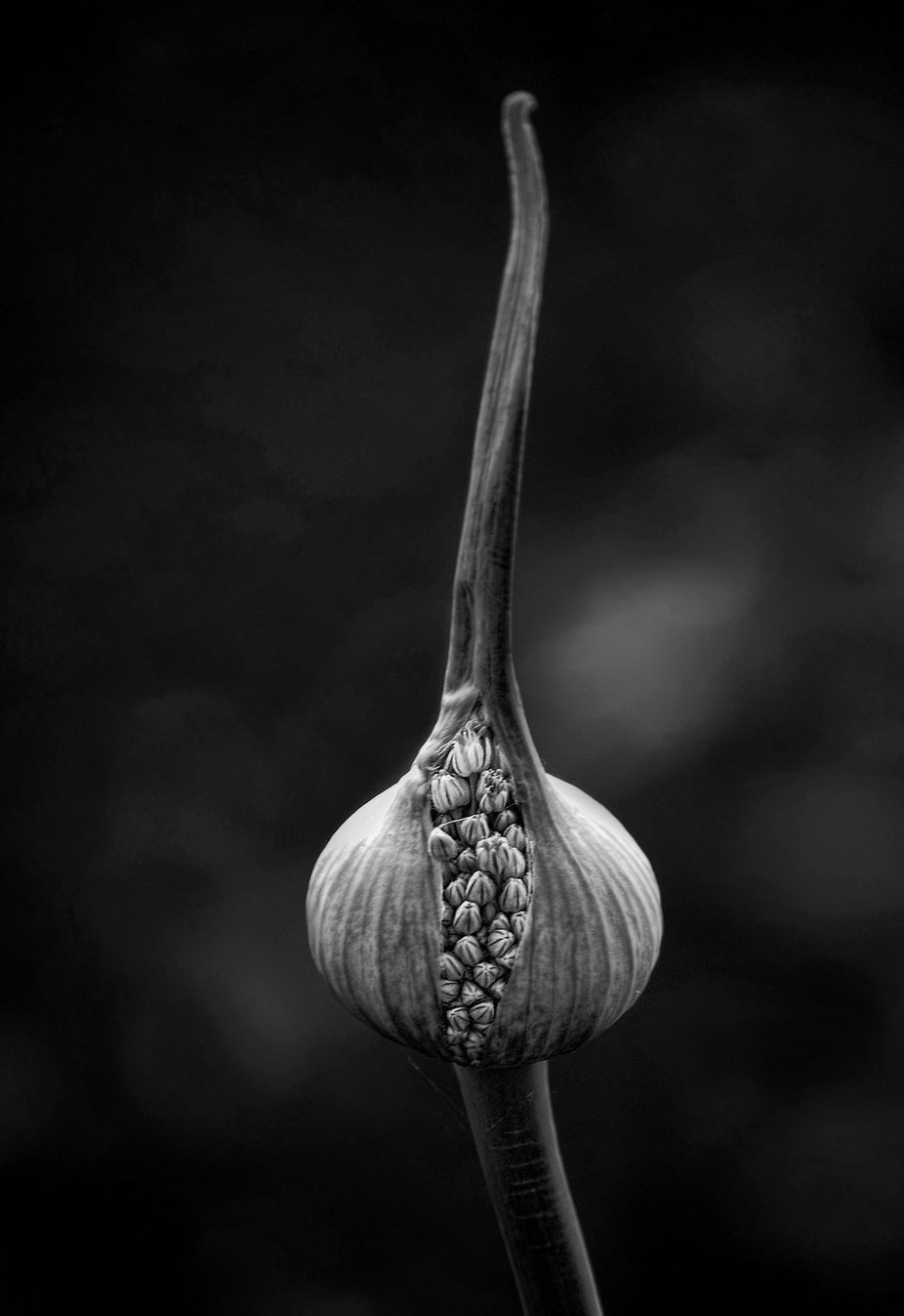 Taken a leek BW by Arch - Plants In Black And White Photo Contest