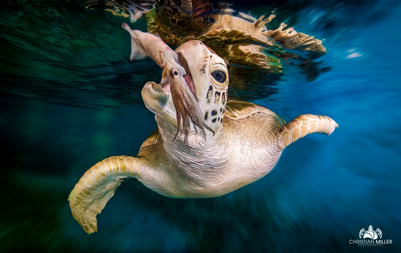 Marine Wildlife Photo Contest Winners