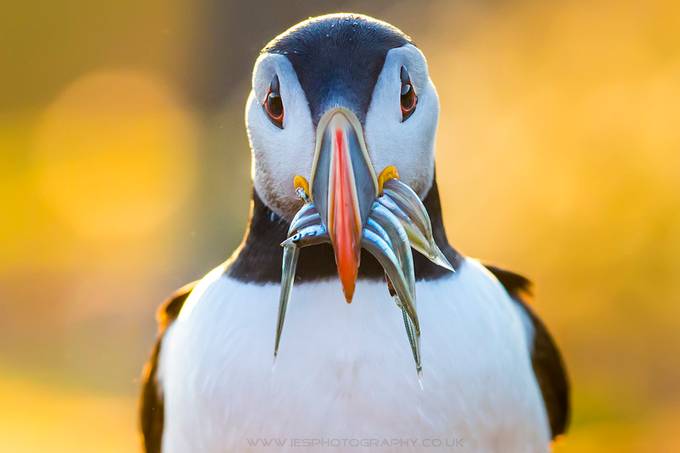 Puffin with Sand Eels Skomer Island 2014 by iesphotos - Exotic Wildlife Photo Contest