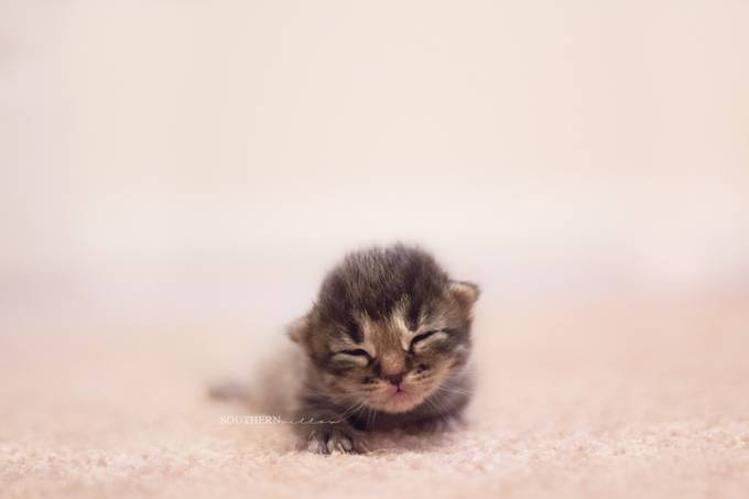 Kitten by StephanieStafford_Photog - Cats Being Cats Photo Contest