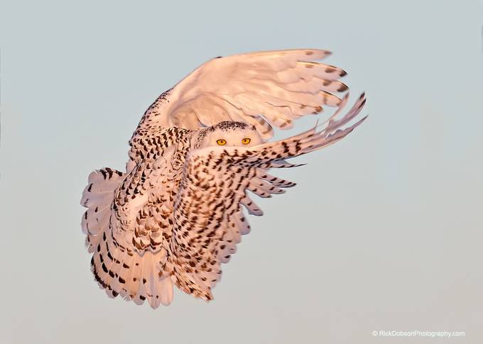 Snowy Owl-Taking a Peek by rickdobson