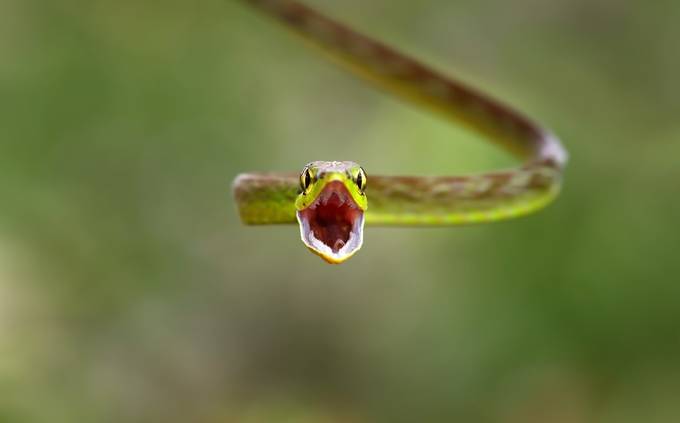 Green parrot snake, Costa Rica by JimCumming - 1000 Reptiles Photo Contest