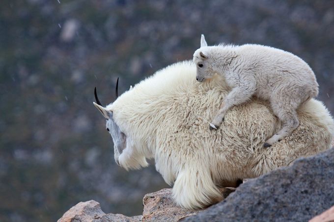 Piggyback Ride by jimgarrison - Life Is A Journey Photo Contest
