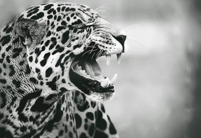 Jaguar by MarieLianne68 - 1000 Teeth Photo Contest
