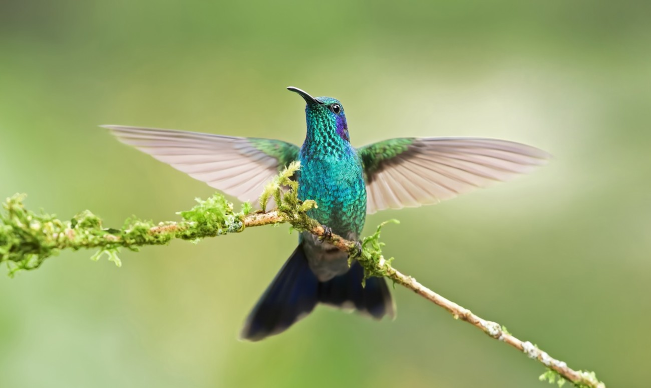 49 Extremely Skilled Photographers Capture Hummingbirds