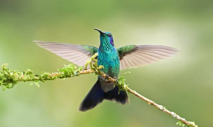 Green Violet-Ear Hummingbird - Costa Rica by JimCumming - Hummingbirds Photo Contest