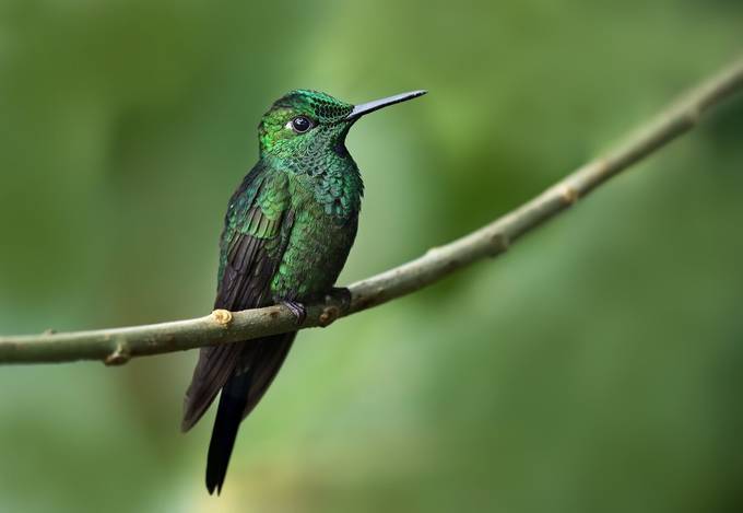 Green-Crowned Brilliant Hummingbird by JimCumming - The Green Color In Nature Photo Contest