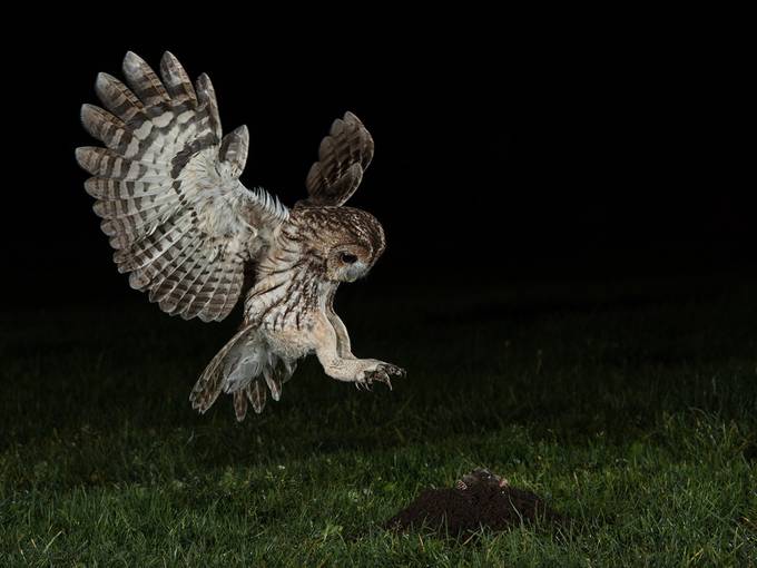 Wild Tawny Owl Hunting Mole At Night by mikehudson_4920