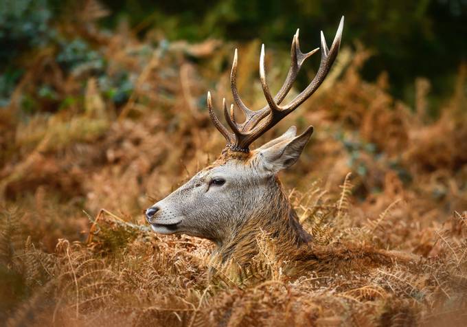 Stag by NickM18 - From Afar: Wildlife Photo Contest
