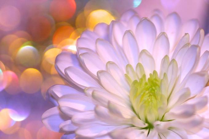 Flower and light by melmcc - Bokeh Plants and Flowers Photo Contest