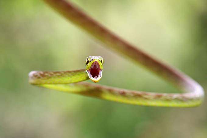 Green parrot snake - Costa Rica by JimCumming - Snakes Photo Contest