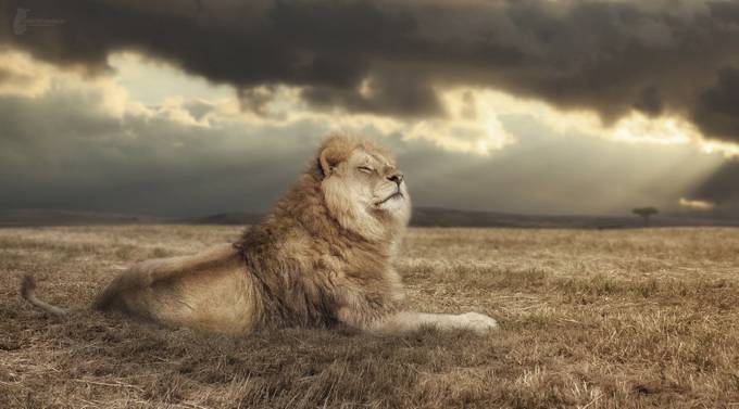 Lion King by Fotostyle-Schindler - Big Cats Photo Contest