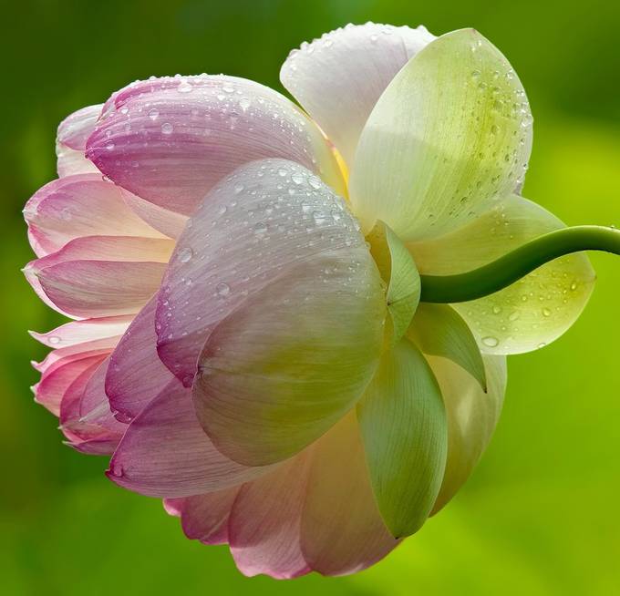  Lotus  by AHogue - 1000 Blooming Flowers Photo Contest