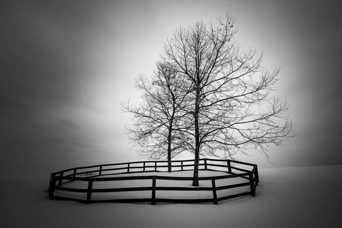 We are in this together by jaycohen - Black And White Trees Photo Contest