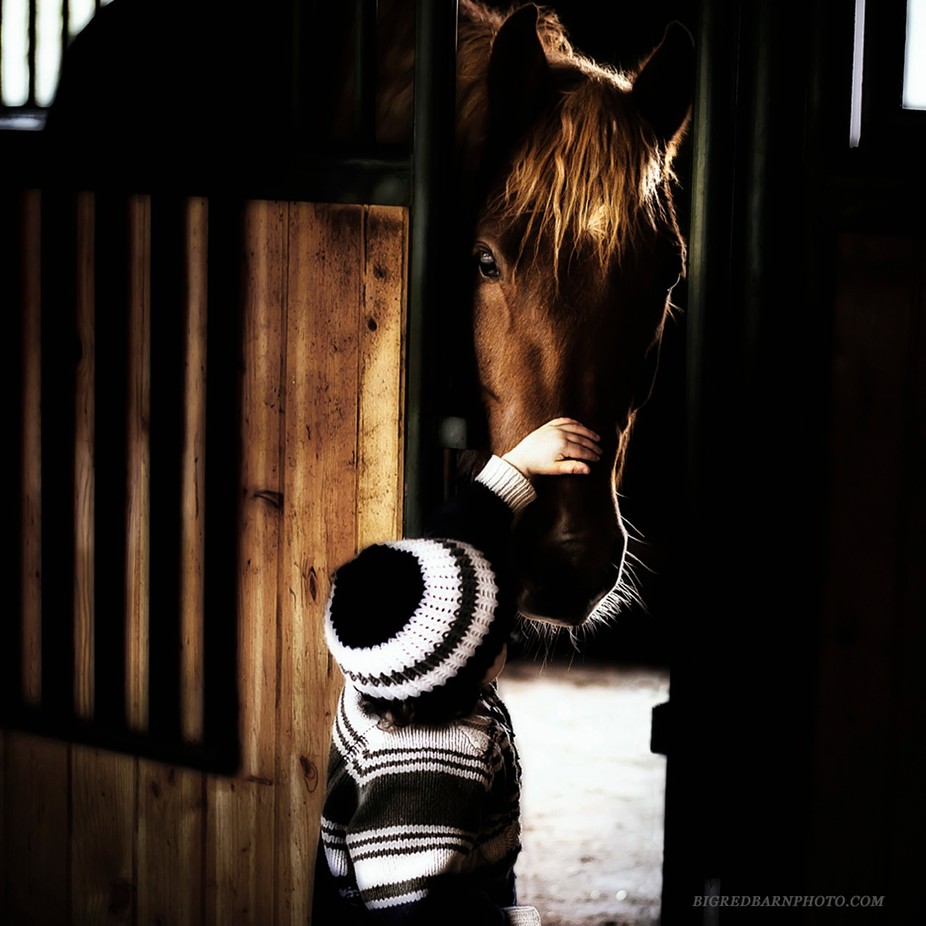 Friendship by Bigredbarnphoto - Horses And People Photo Contest