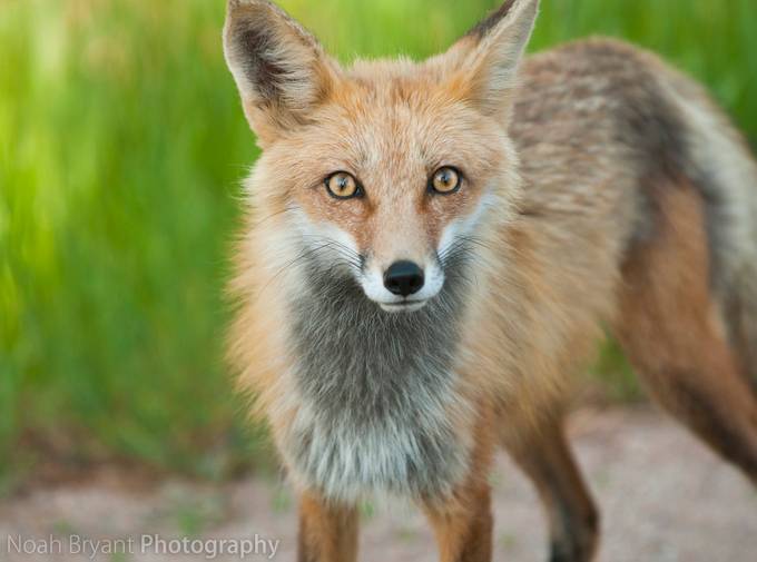 Fox Eyes by noahbryant