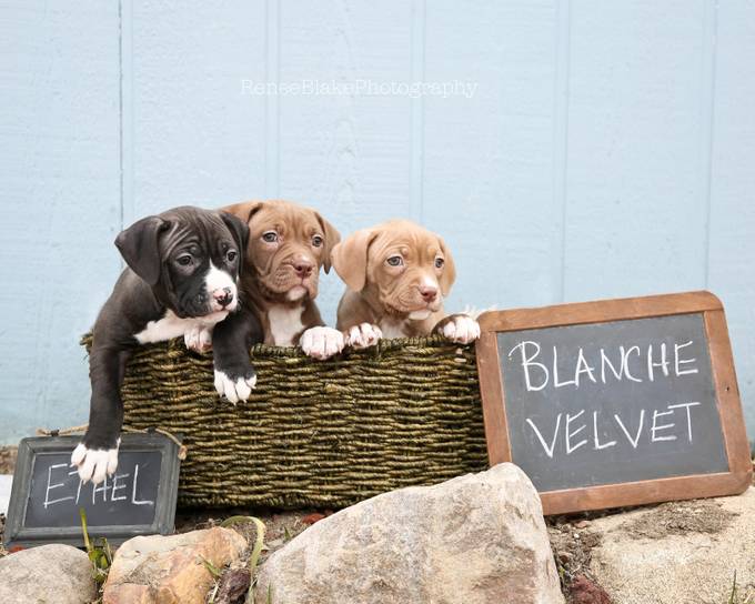 Ethel, Blanche and Velvet ~ by ReneeBlake - Puppies vs Kittens Photo Contest