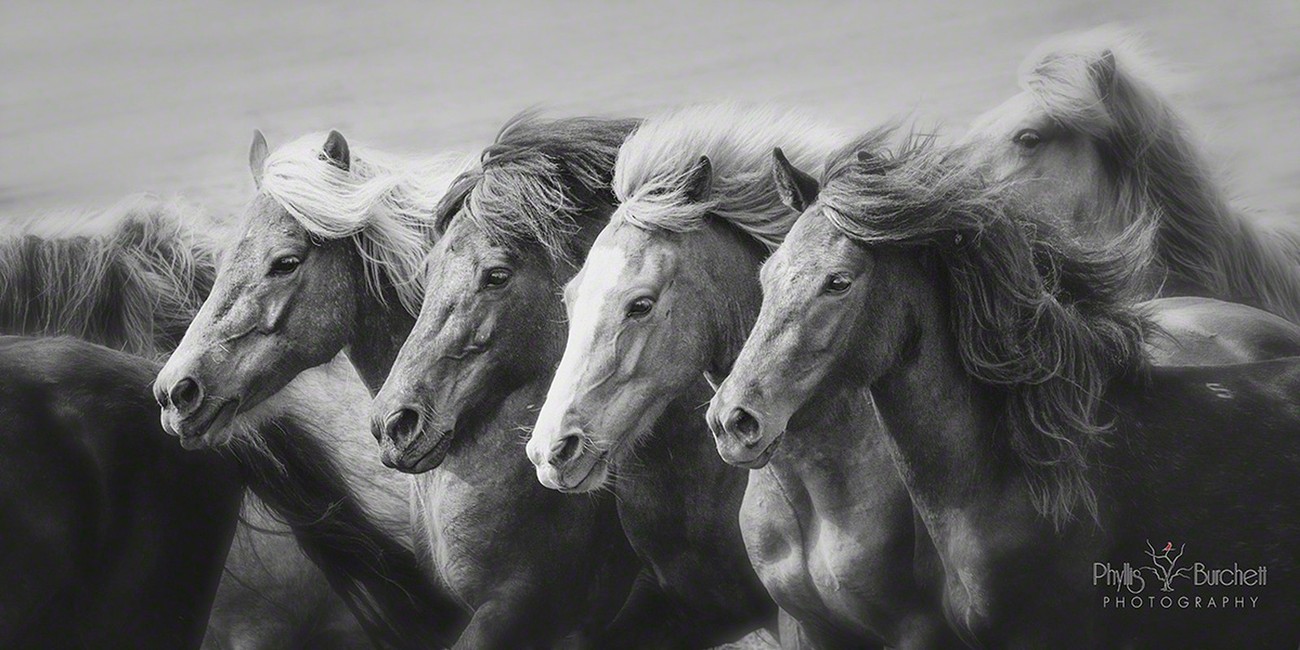 Community Spotlight: The Horse Photography Of PhyllisBurchett