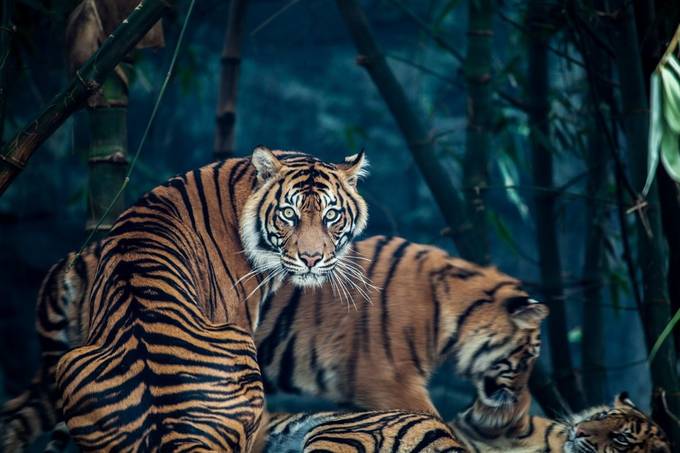 Tiger Stare by justinbetts - The Animal Eye Photo Contest