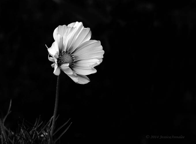 One by jessicaannalee - Black and White Flowers Photo Contest