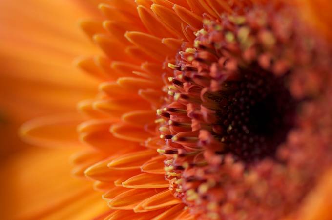 45+ Shiny Shots Of Bright Flowers: Photo Contest Finalists - VIEWBUG.com