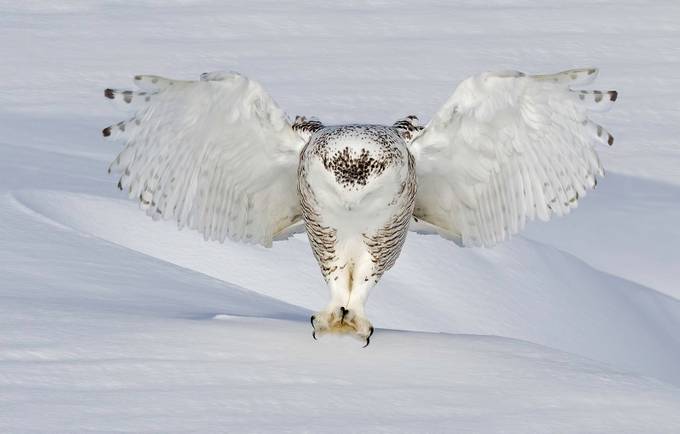 Snowy Owl - Silent Killer by rickdobson