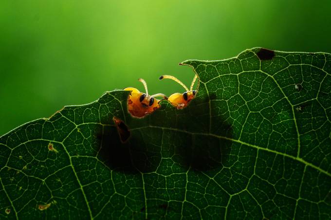 A Friend by yusriharisandi - Composing with Colors Photo Contest