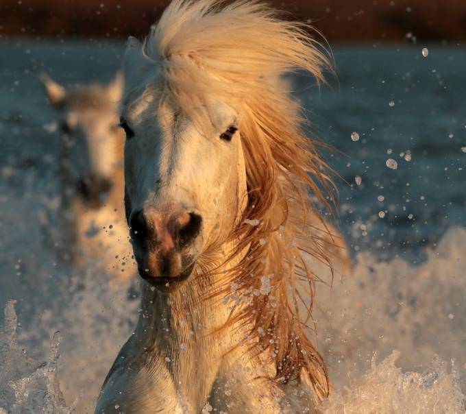 Speed by jules1580 - The Power and Grace of Horses Photo Contest