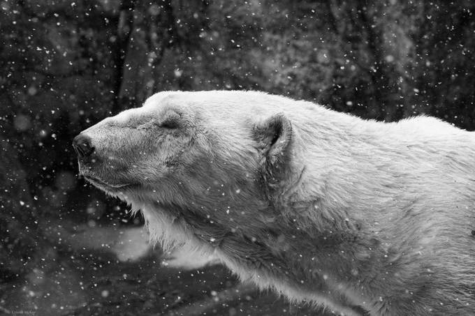 Peaceful Polar Bear by cristinmckee - Shades Of Gray Photo Contest