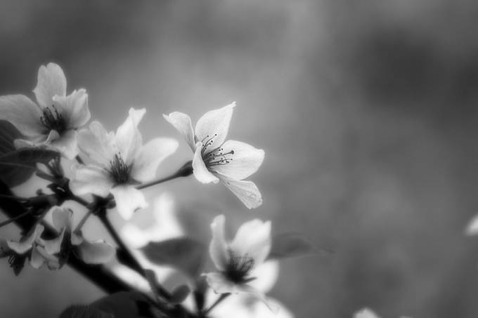 Flowering Tree by tnsco - Black and White Flowers Photo Contest