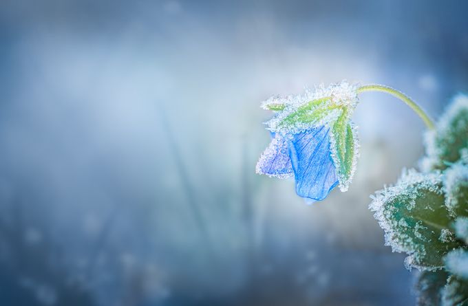 Iced-Flower by Marcogressler - Bokeh Plants and Flowers Photo Contest