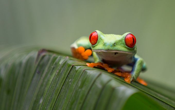 red-eyed-tree-frog by abellalens - Playing With Depth Of Field Photo Contest
