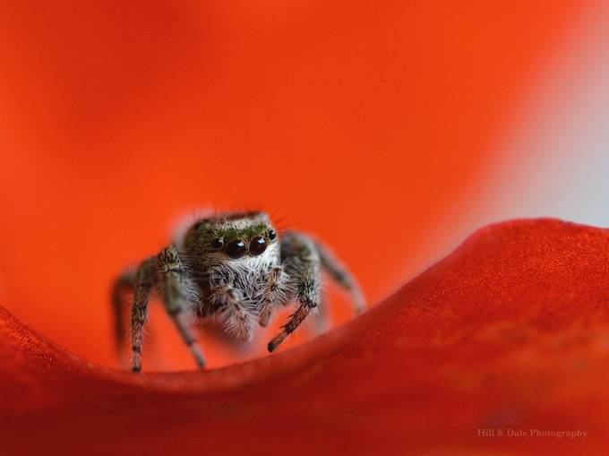 The Little Jumping Spider by BarbaraStorms - Arachnophobia Photo Contest