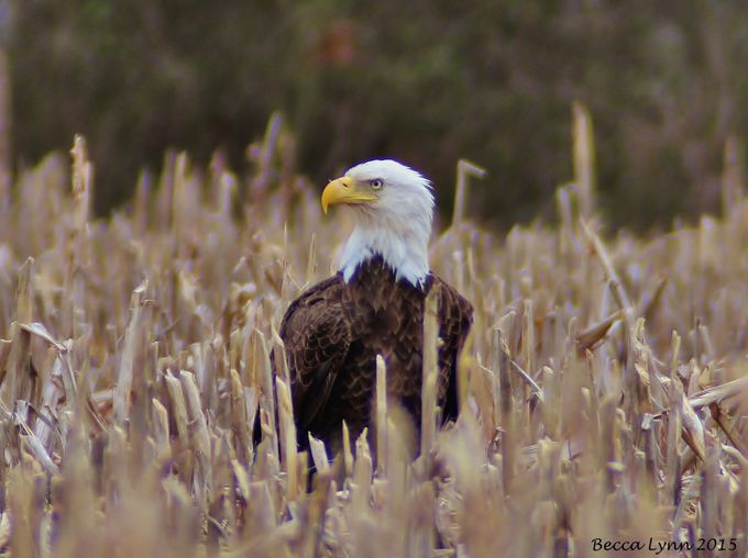 Bald Eagle In A Field by BeccaLynn - Amateurs Vol 6 Photo Contest