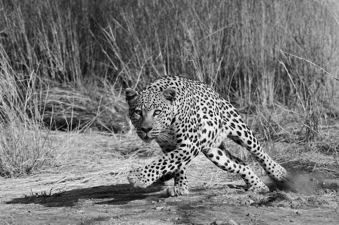 Attack! b&w by lmr337 - Wildlife in Black And White Photo Contest