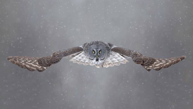 Winter Ghost by HarryC - Beautiful Owls Photo Contest