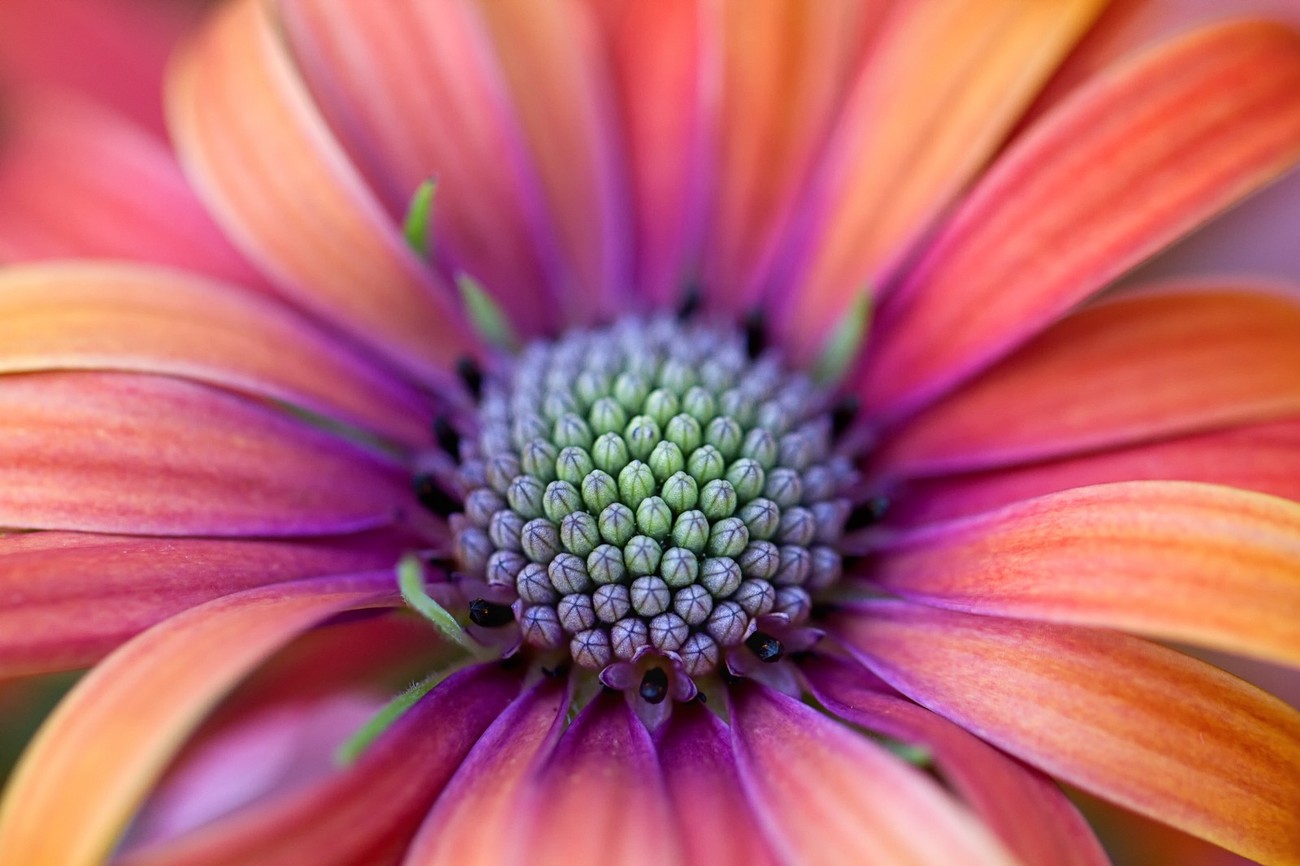 45+ Shiny Shots Of Bright Flowers: Photo Contest Finalists