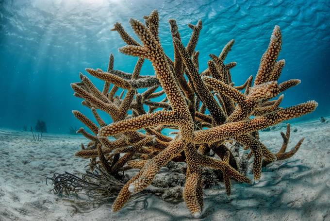 Stug coral  by LorenzoMittiga