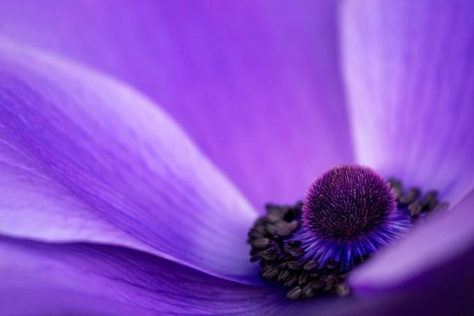 Purples by MBarry - A World Of Purple Photo Contest
