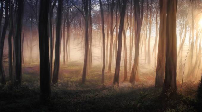 Forest Dawn by ceridjones - Landscape Painting Photo Contest