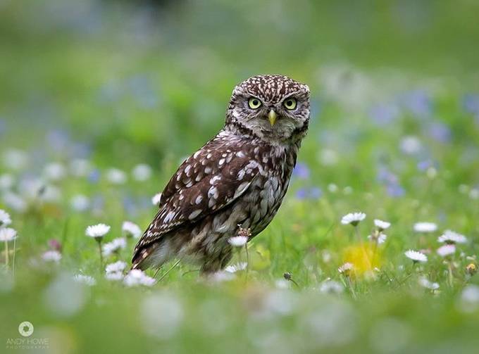 Little Owl by AndyHowePhotography - Wtfocus Photo Contest
