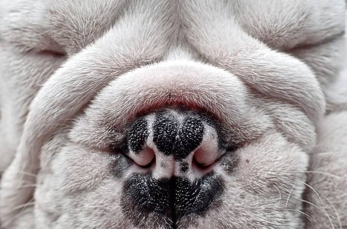 Bulldog Nap Time by MitchellWentzell - Fill The Frame Photo Contest