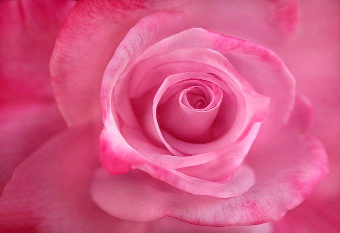 Pink Rose Closeup by matkujak - A World Of Pink Photo Contest