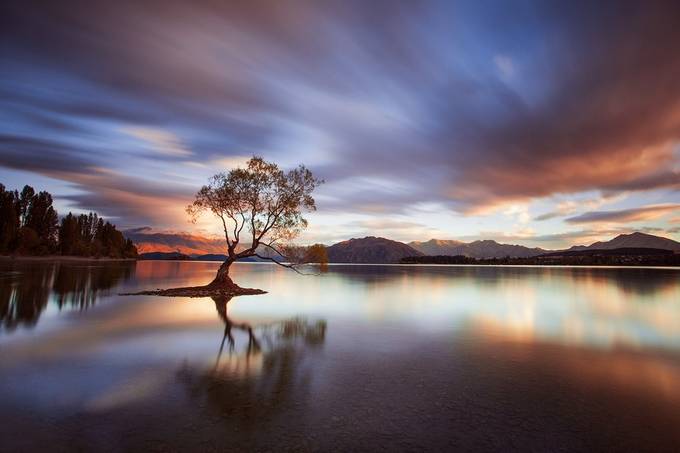 One Calm Tree by RobJDickinson - Understanding Light Photo Contest