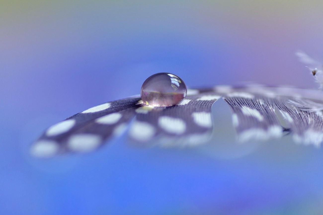 500 Water Drops Photo Contest Winner